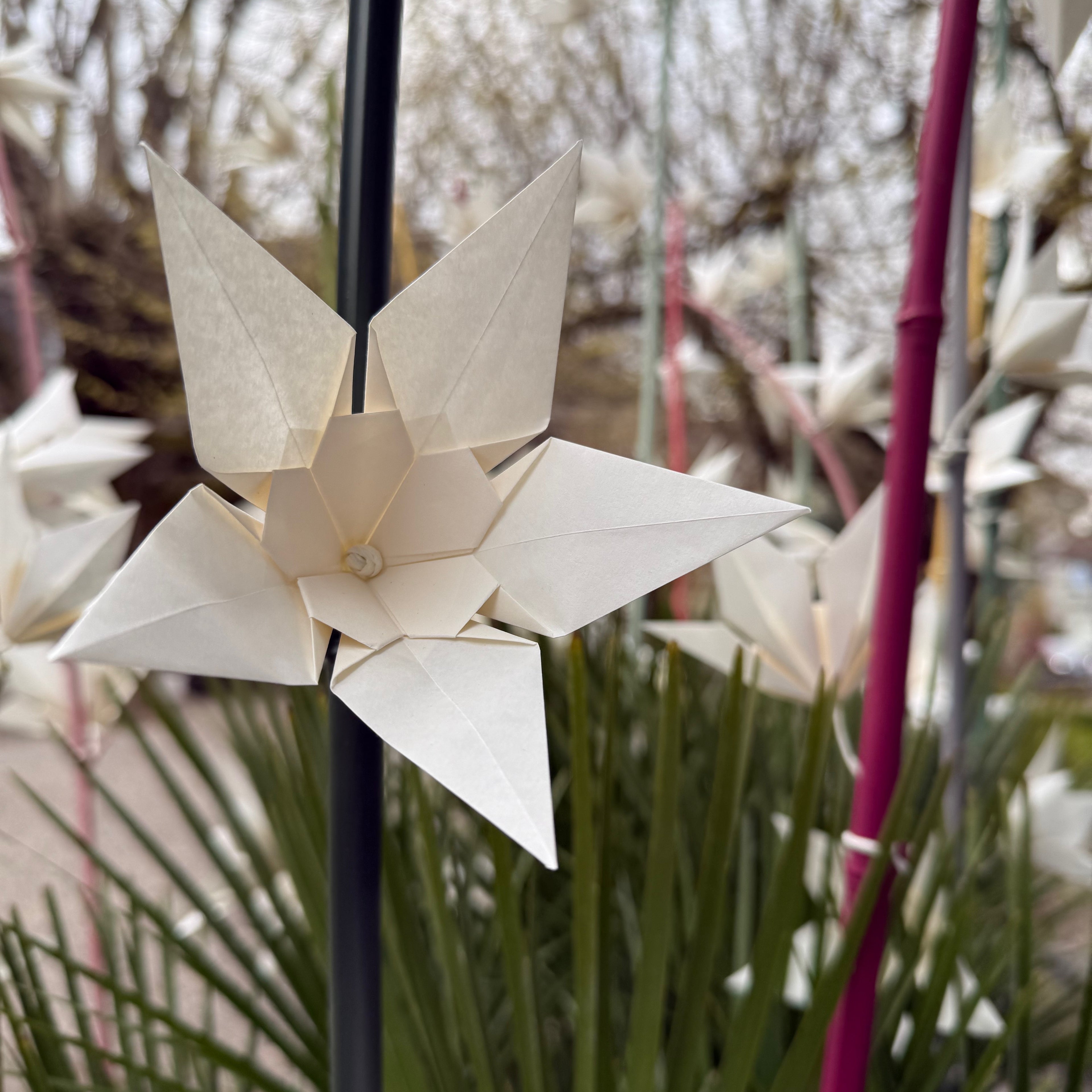 Detailblume Osterbrunnen Oberdiessbach
