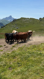 Kühe auf dem Niderhorn