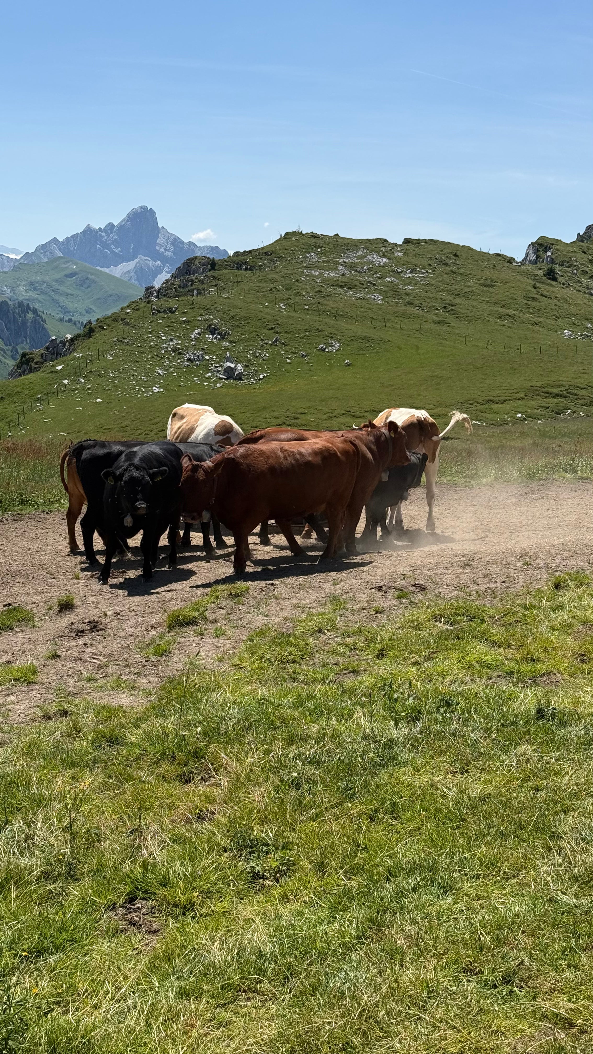Kühe auf dem Niderhorn